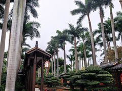 -金花茶公园