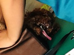 -安安宠医·安宠宠物医院