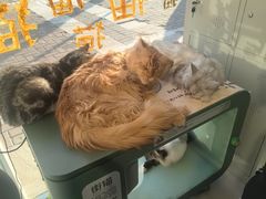 -平行世界·猫咖(首经贸店)