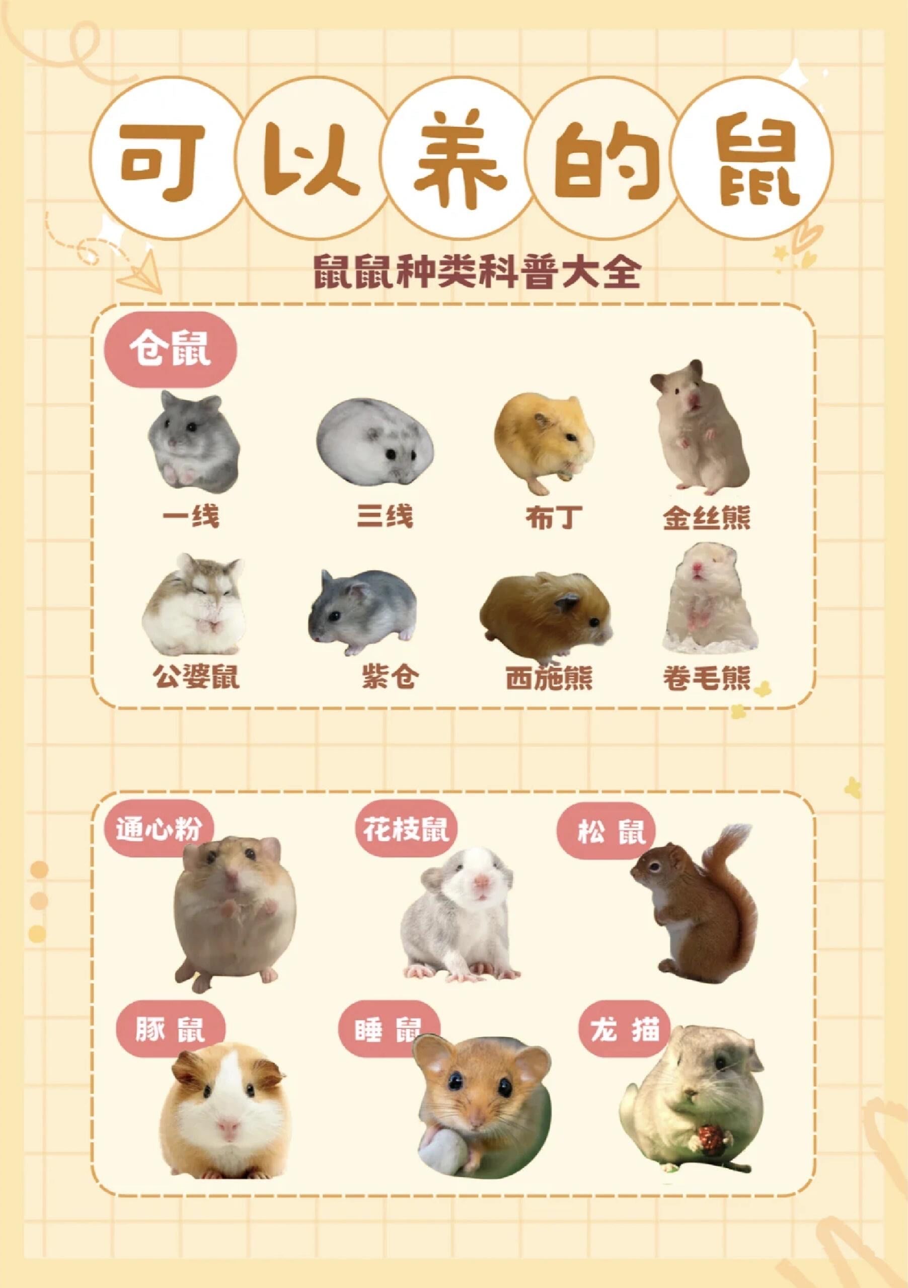 鼠鼠我呀🐹也很好养的
