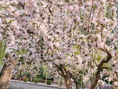 -海棠花溪(元大都城垣遗址公园)