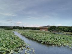 -荷塘月色湿地公园·向阳花洲