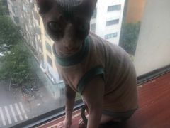 -猫在这儿猫咪咖啡馆·撸猫馆
