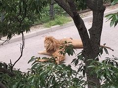 -大连森林动物园