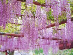 -嘉定紫藤园