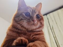 -攀枝花·任德琼·盐边羊肉米线