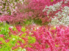 -海棠花溪(元大都城垣遗址公园)