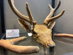-广东中医药博物馆