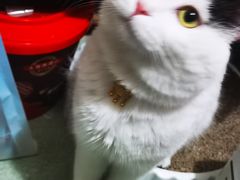 -瑞派·关忠动物医院·猫专科·犬专科(三环新城店)