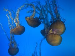 -太平洋海底世界