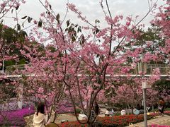 -狐尾山公园