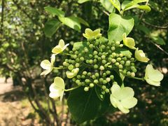 -上海市龙华烈士陵园