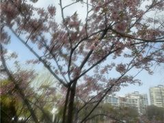 -新江湾城公园