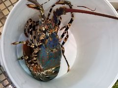 -海九澎湖海鲜餐厅