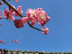 -杭州植物园
