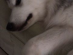 -安安宠医·安宠宠物医院