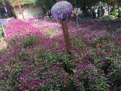 -金马仑薰衣草花园(Cameron Lavender)