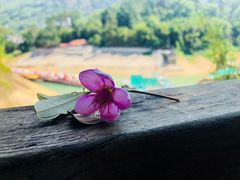 -广州市流溪河国家森林公园