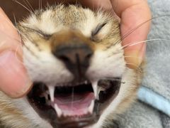 -凯特喵百思猫专科医院