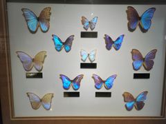 -上海昆虫博物馆