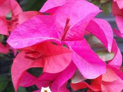 android_upload_pic-金科花卉市场