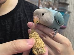 -吉丁鸟咖·异宠·寄养