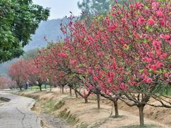 -南国桃园旅游度假区