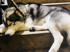 -more than meow吴止猫主题餐厅(承德 中船汇店)