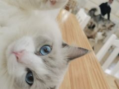 -李小姐の猫咖啡馆(五角场店)