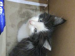 -瑞派名望志远动物医院·猫科·內科·异宠专科(直港大道店)