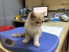 -艾贝尔宠物诊疗