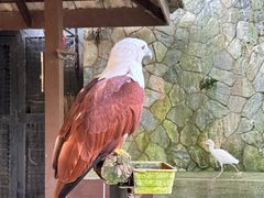 -吉隆坡雀鸟公园