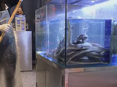 -本炙炭烤·蒲烧活鳗料理店(金沙洲店)