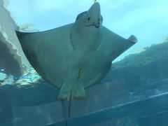 -海棠湾洲际-涛·海底餐厅·美人鱼·自助餐·海底隧道