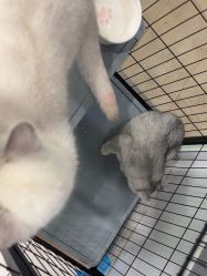 -镁连社·美联社