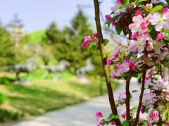 -海棠花溪(元大都城垣遗址公园)