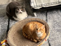 -四月宠物医院·猫专科·心脏专科·内科(转塘店)