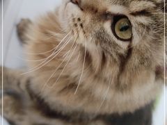 -COLOR PETS 撸猫馆·购猫·猫咖(长风大悦城店)