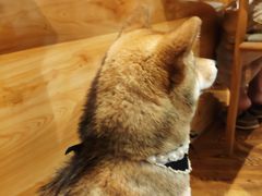 -柴务处·柴犬主题狗咖