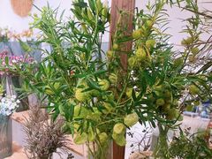 -ChaKo Flora ·茶子花艺 (市北店)