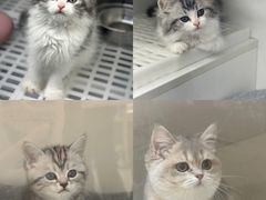 -lincat·猫舍(广州店)