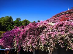 -深圳仙湖植物园-停车场