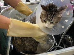 -北京观赏动物医院·24小时大型综合·猫专科·异宠专科