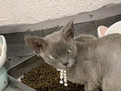 -琪喵猫屋·撸猫猫咖·猫舍