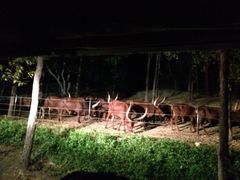 -清迈夜间动物园