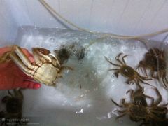 白洋淀河蟹-鲜鱼居饭店