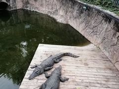 -深圳野生动物园
