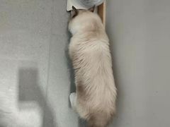 -飞行喵MR PILOT|猫舍·猫咖(静安大融城店)
