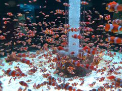 -海合安成都极地海洋公园