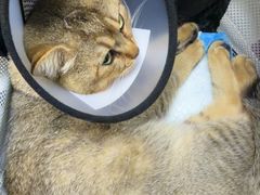 -宠颐生汉谟拉比宠物医院